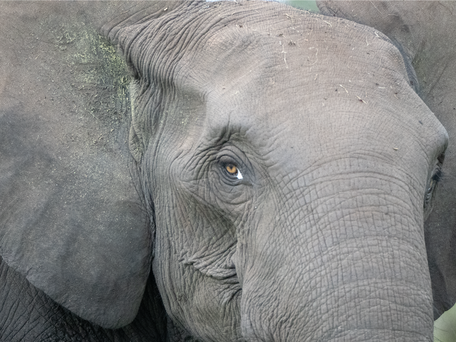 Éléphant dans la forêt primaire du parc national de Loango, Gabon